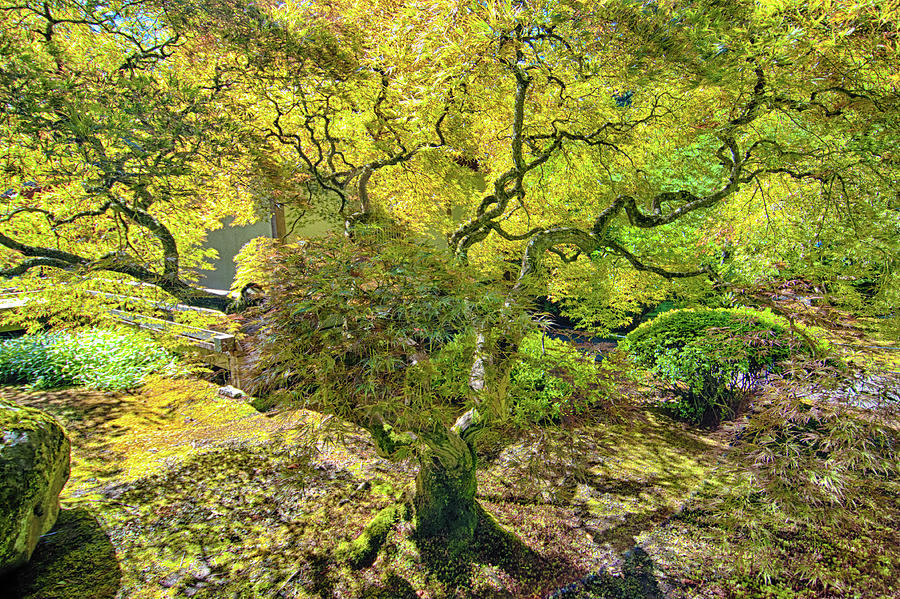 Bonsai Tree - Japanese  Photograph by Bruce Friedman
