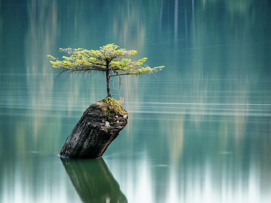 Nature Photograph - Bonsai Tree by Lars Olsson