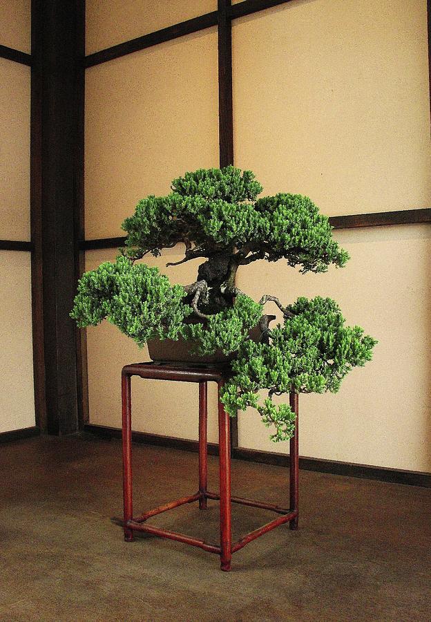 Bonsai Photograph - Bonsai Tree by Matthew Adelman Bonsai Photograph - Bonsai Tree by Matthew Adelman
