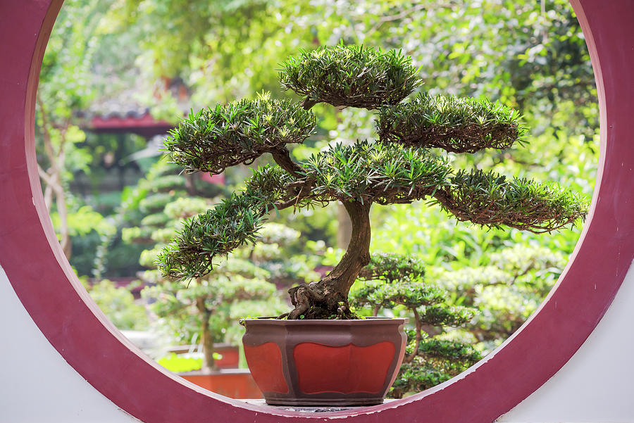 Bonsai tree on a chinese traditional circular window Photograph by Philippe Lejeanvre