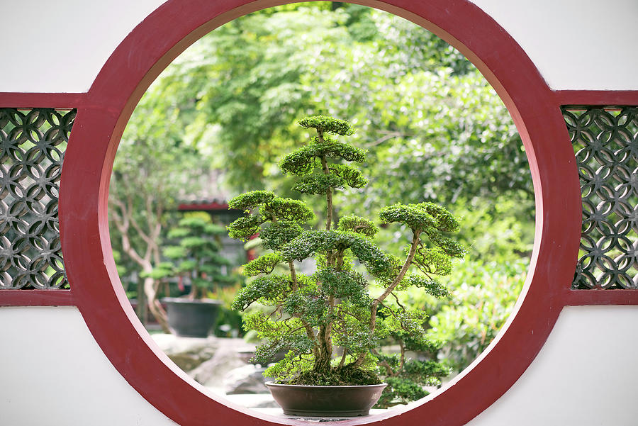 Bonsai tree on a traditional chinese red circular window in a pa Photograph by Philippe Lejeanvre