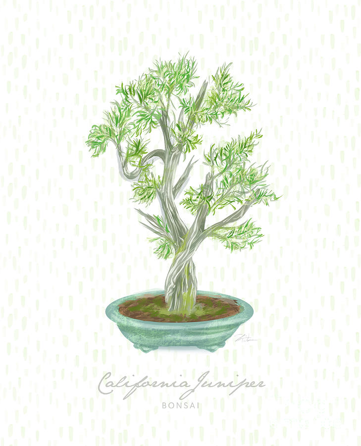 Bonsai Trees - California Juniper Mixed Media by Shari Warren