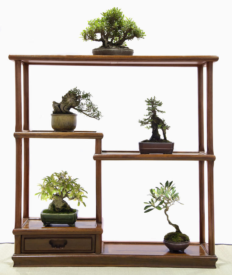 Bonsai trees on table Photograph by Shalom Ormsby Images Inc