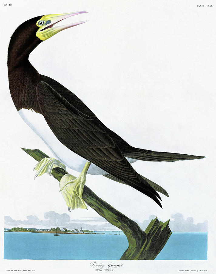 John James Audubon Painting - Booby Gannet - Digital Remastered Edition by John James Audubon
