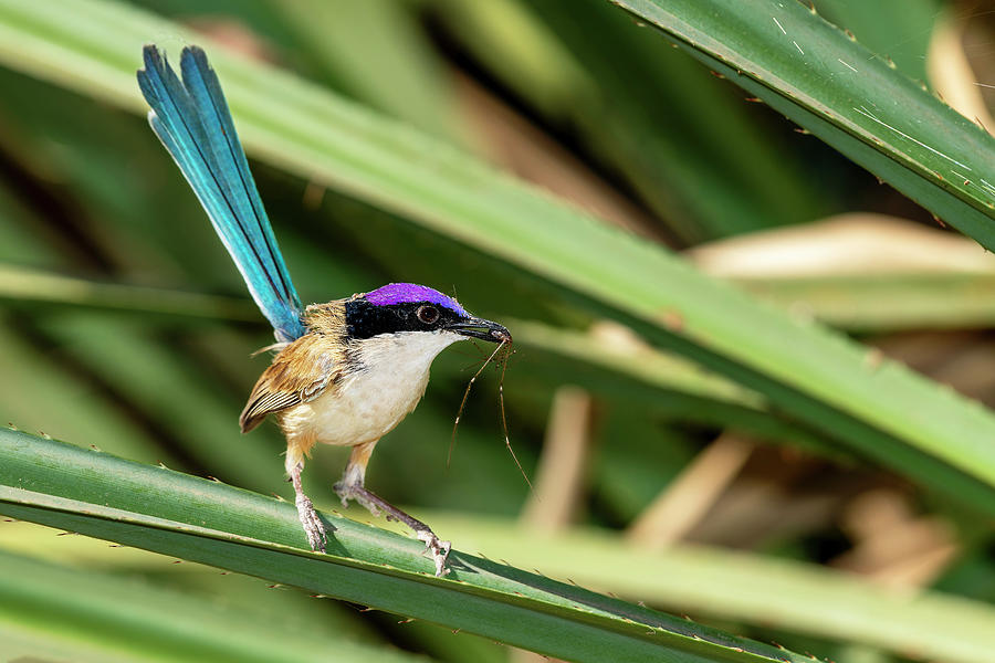 Boodjamulla NP purple crowned fairy wren DSC_6122 Photograph by Stephen ...