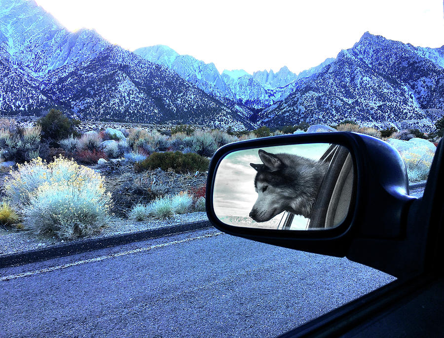 Boof in Rearview Photograph by Wayne King