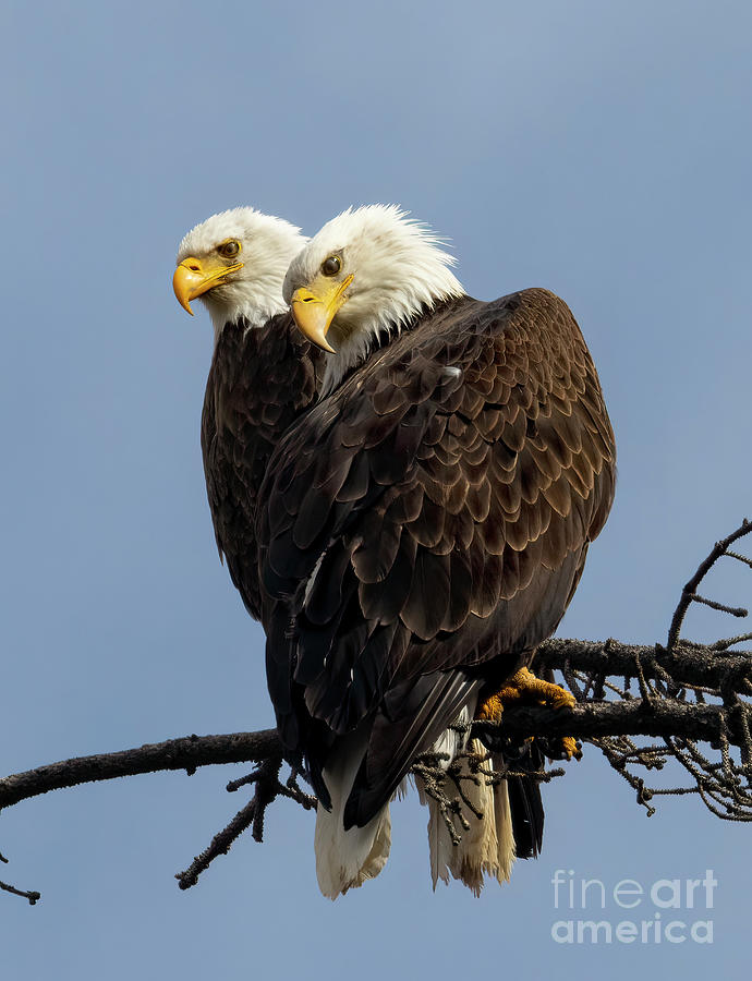 Bookend Bald Eagles Photograph by Steven Krull