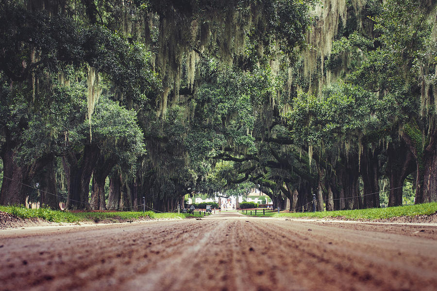 Boone Hall Approach Photograph by Ray Devlin