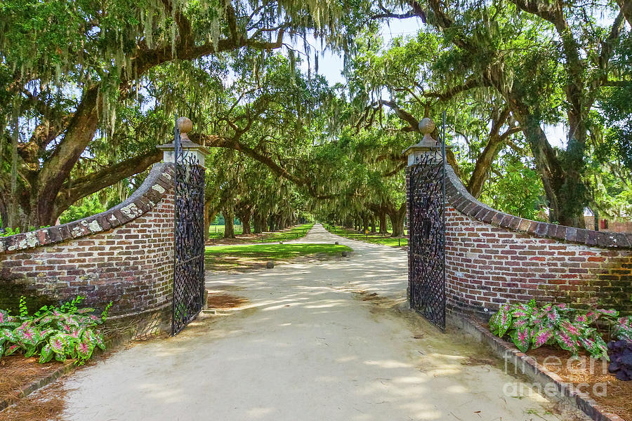 Boone Hall Gates To Avenue Of Oaks Photograph by Jennifer White