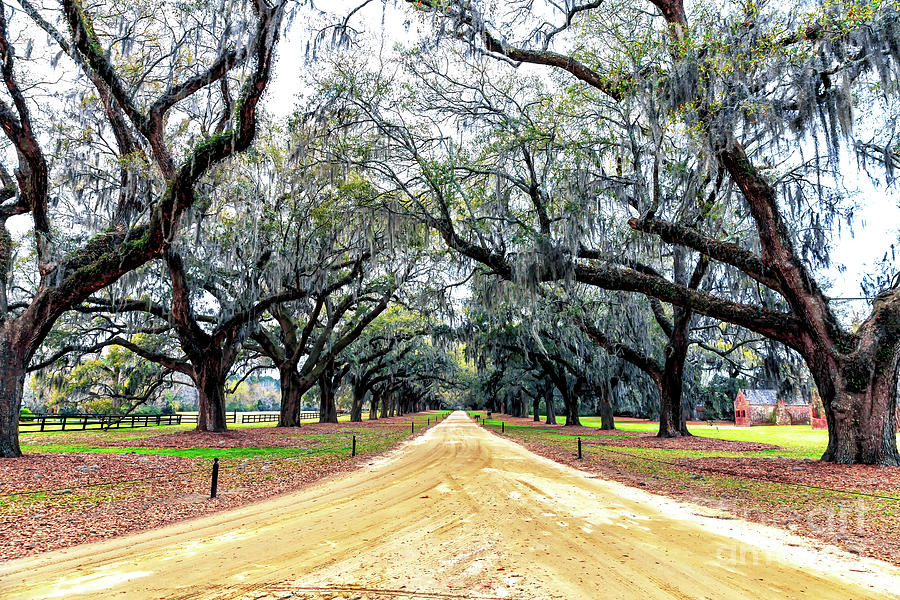 Boone Hall Plantation Road in South Carolina Photograph by John Rizzuto
