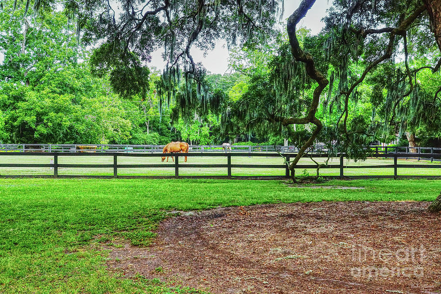 Boone Hall Stables Photograph by Jennifer White
