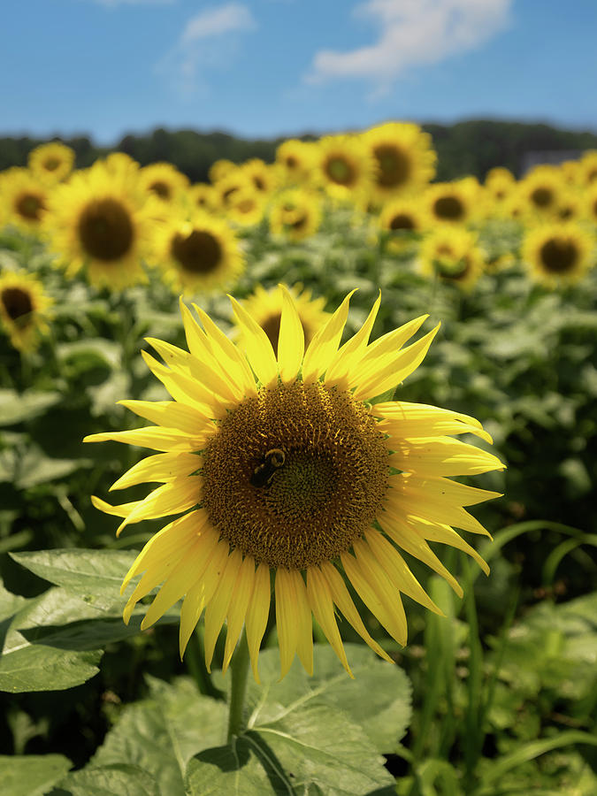 Boone Hall Sunflower and Bee Photograph by Donnie Whitaker