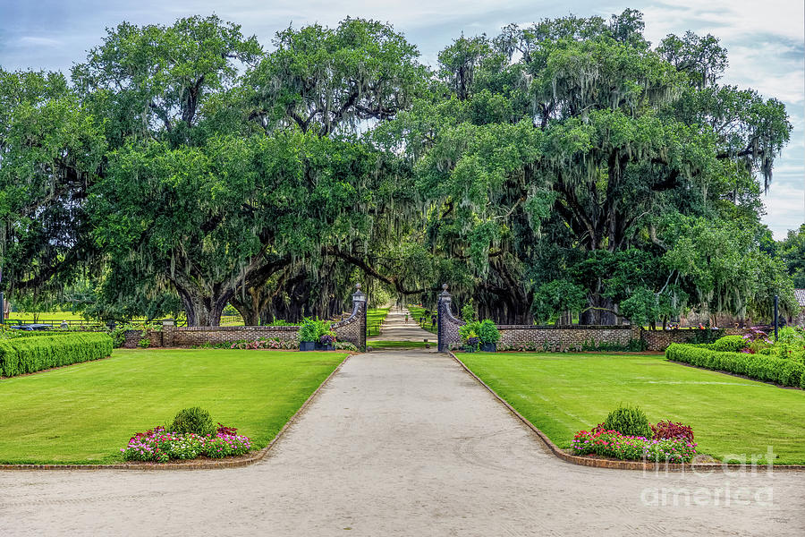 Boone Hall View Of Avenue Of Oaks Photograph by Jennifer White