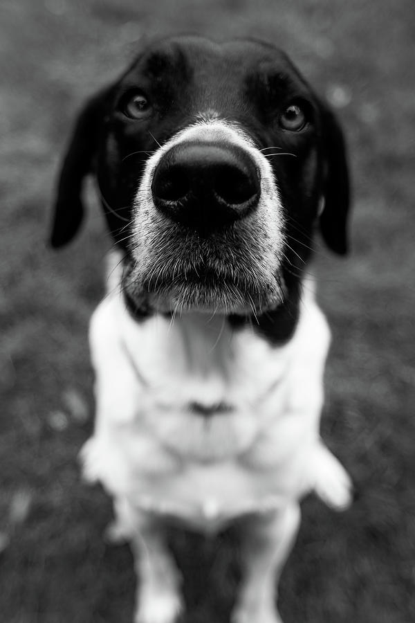 Boop My Nose in Black and White Photograph by Denise Kopko