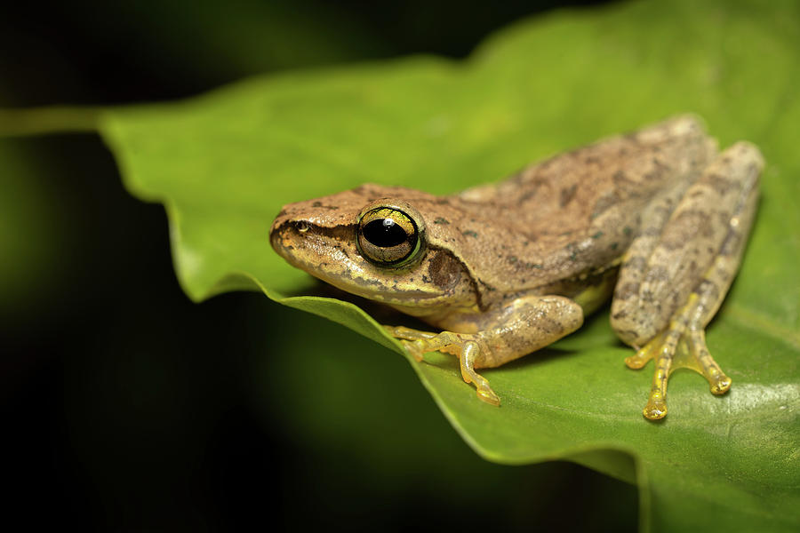 Boophis Tephraeomystax, Ranomafana National Park, Madagascar Wildlife 