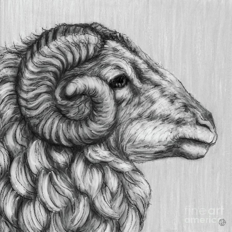 Booroola Merino Ram. Black and White Drawing by Amy E Fraser