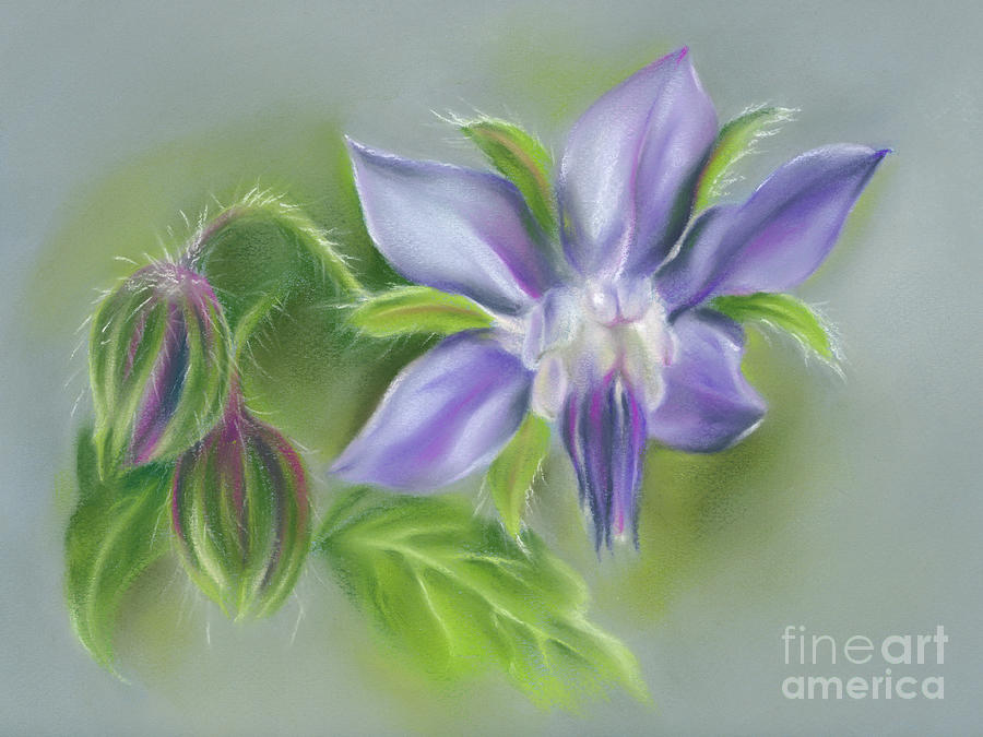 Borage Flower and Buds Painting by MM Anderson