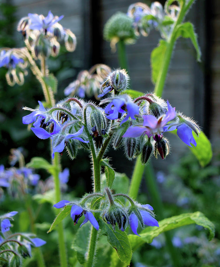 Borage Photograph by Maria Meester