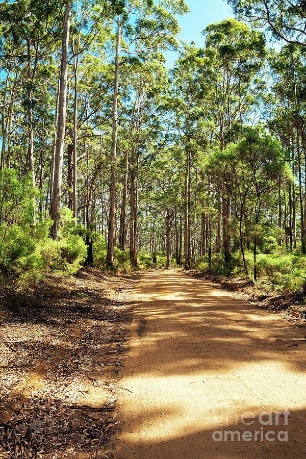 Boranup Forest, Margaret River, Western Australia Photograph by Elaine Teague