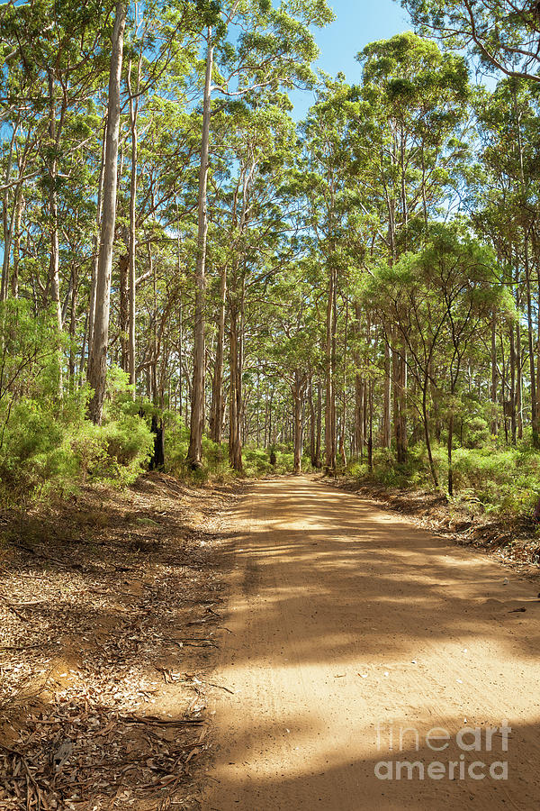 Boranup Forest, Margaret River, Western Australia 4 Photograph by Elaine Teague