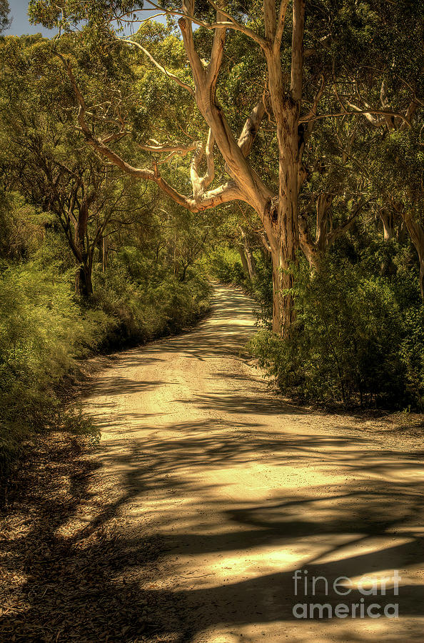 Boranup Forest, Nr Margaret River, Western Australia #5 Photograph by Elaine Teague