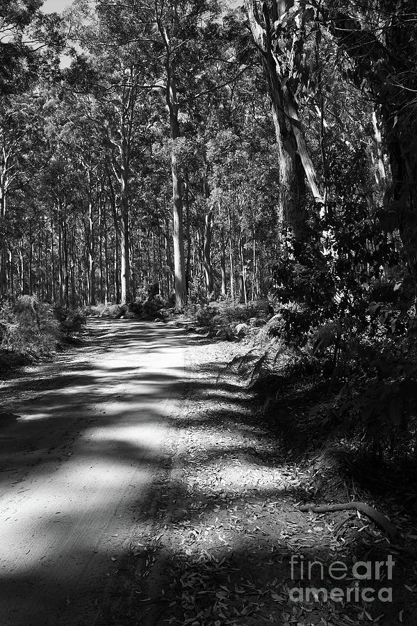 Boranup Forest, Nr. Margaret River, Western Australia 6 Photograph by Elaine Teague