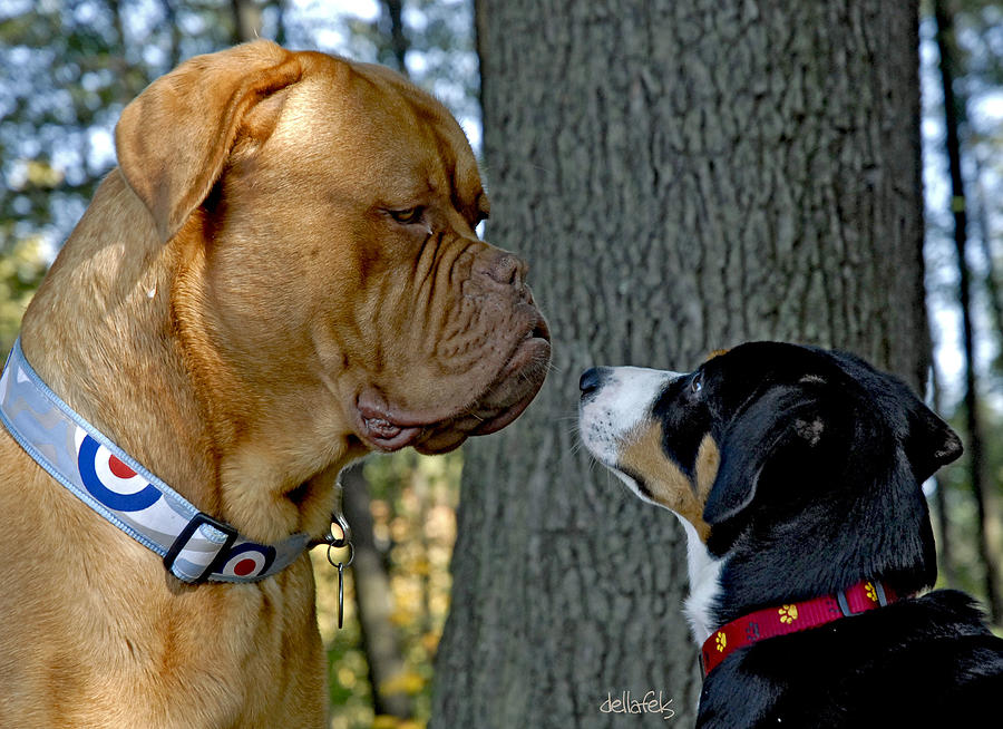 Bordeaux dog and Entlebucher Swiss dog Photograph by Dellafels