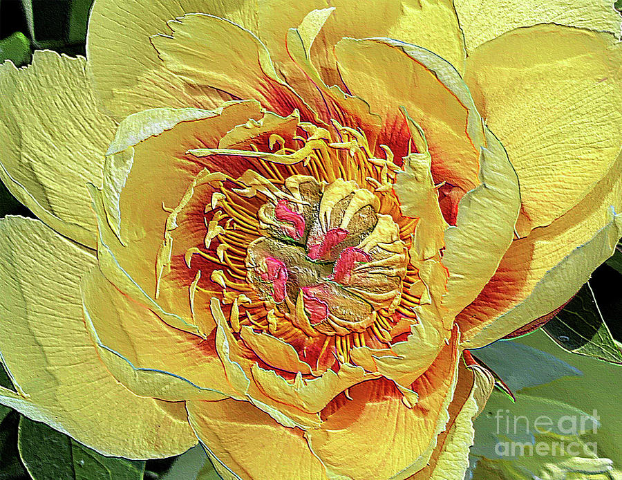 Border Charm Peony Photograph by Jeanette French