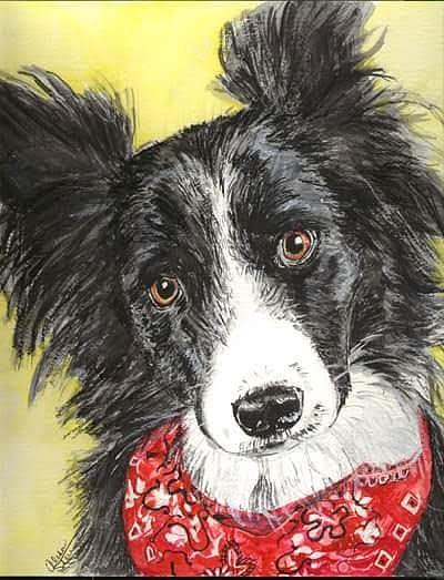 Border Collie Painting by Alison Steiner