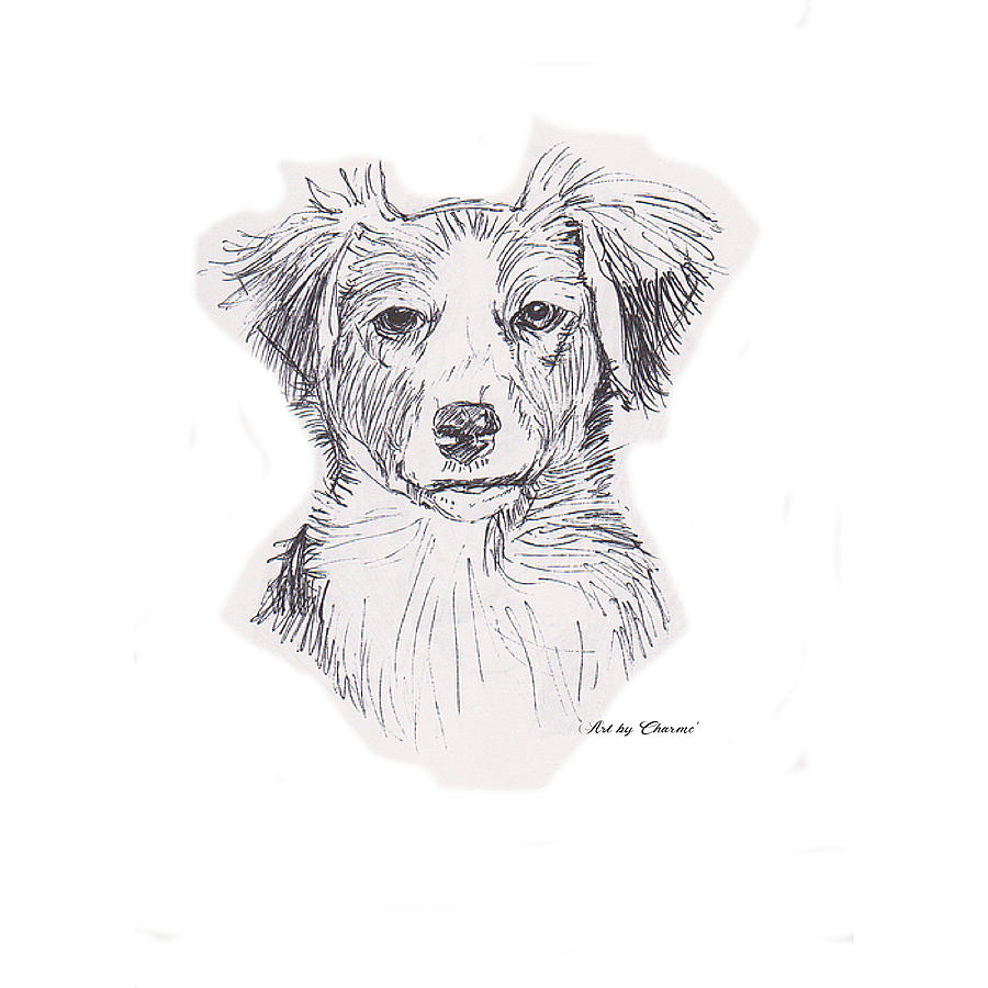 Border Collie Drawing by Charme Curtin
