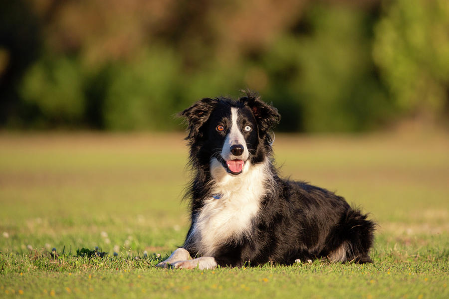 Border Collie Photograph by Diana Andersen