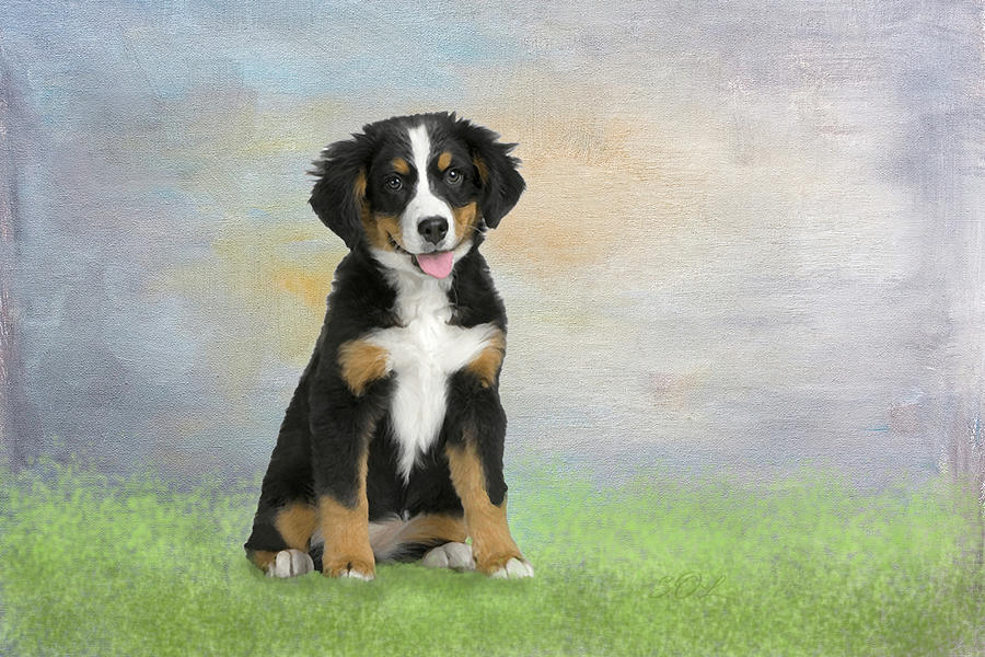 Border Collie Dog Digital Painting Photograph by Sandi OReilly