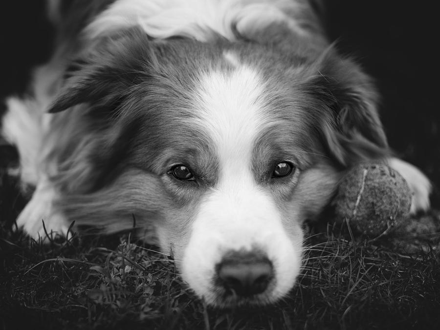 Border collie dog portrait Photograph by Rudolf Vlcek