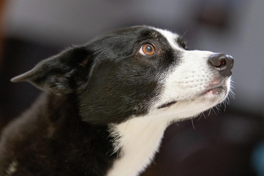 Border Collie Focus Photograph by Stewie Strout - Fine Art America