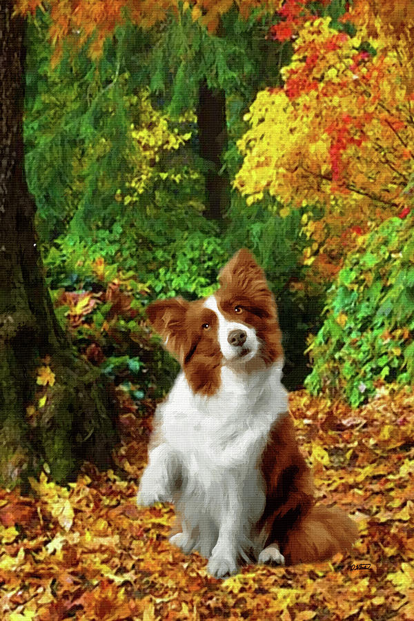 Border Collie In Autumn Woods - Dwp1563256 Painting