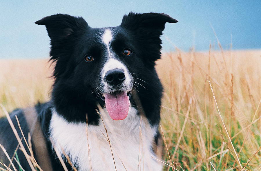 Border Collie in Grass Photograph by Digital Vision.