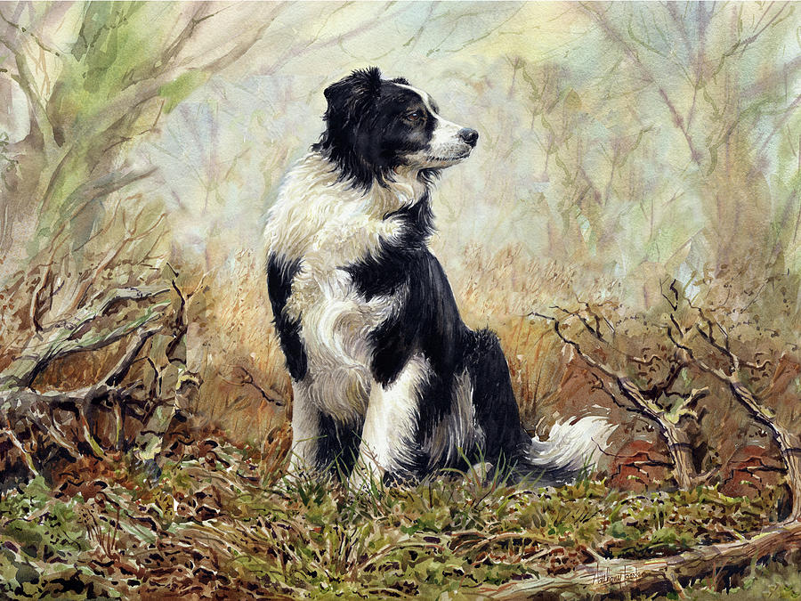 Border collie in the woods Painting by Anthony Forster - Fine Art America