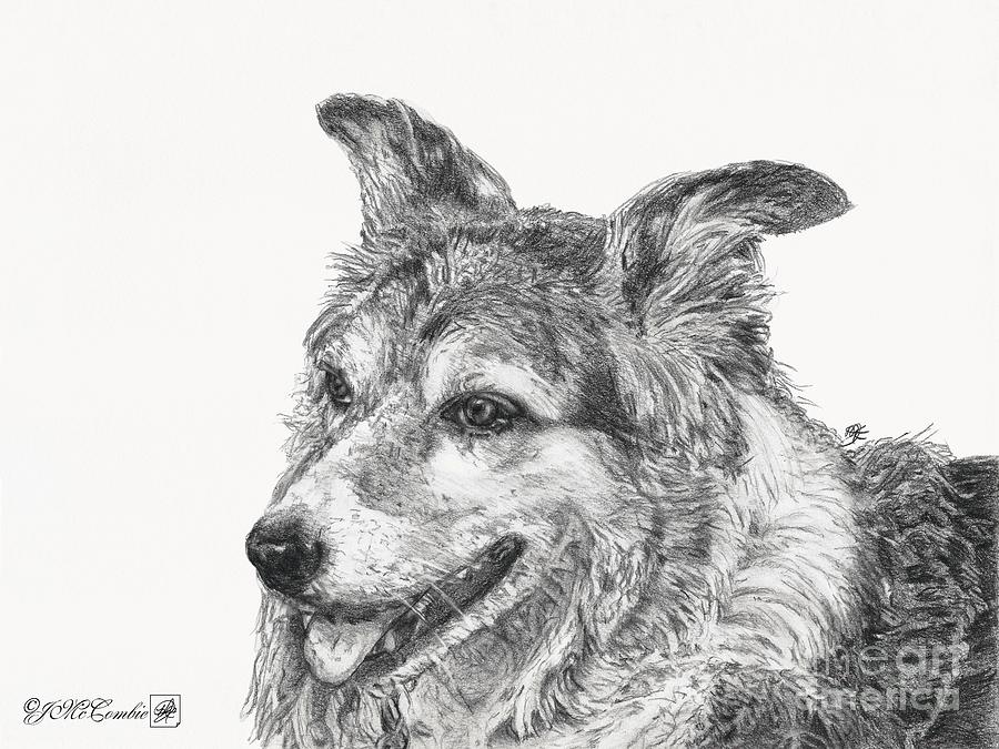 Border Collie Drawing by J McCombie