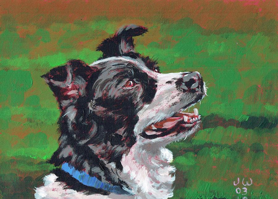 Border collie Painting by June Walker