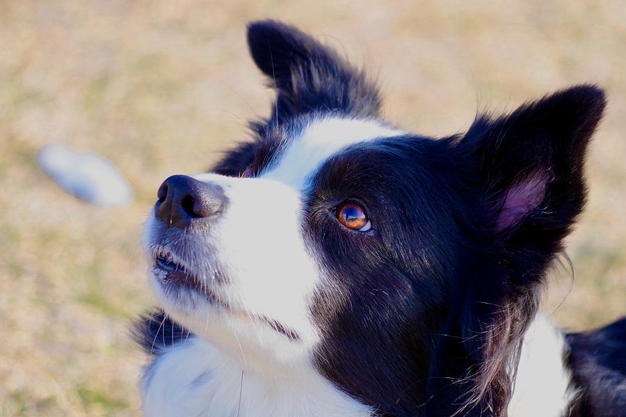 Border collie listening intently to her master. Photograph
