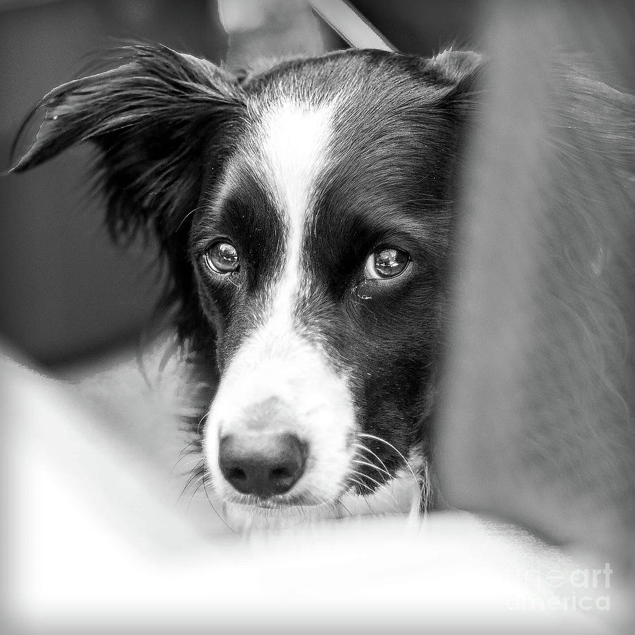 Black And White Photograph - Border Collie by Nigel Dudson