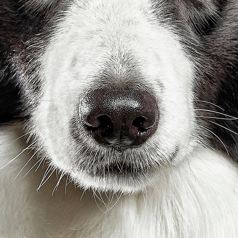 Border Collie Nose Mixed Media by Gina Dsgn