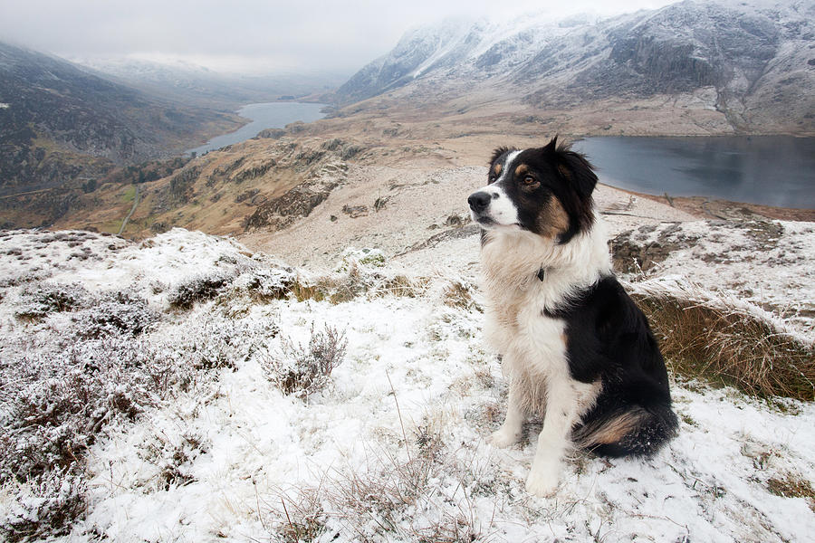 Border Collie on Y-Garn Photograph by Phil corley   goldenorfephotography