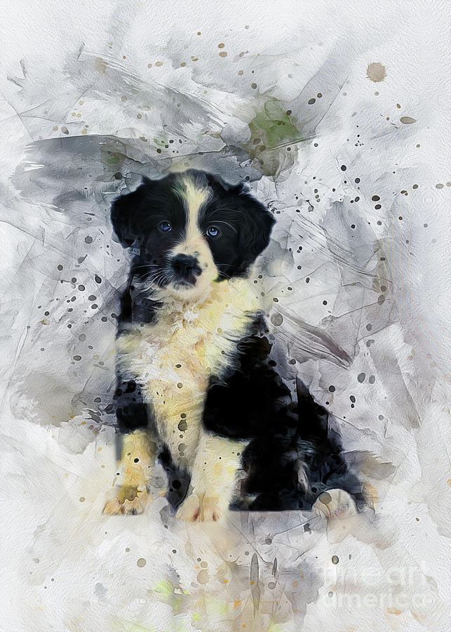 Border Collie Puppy Painting