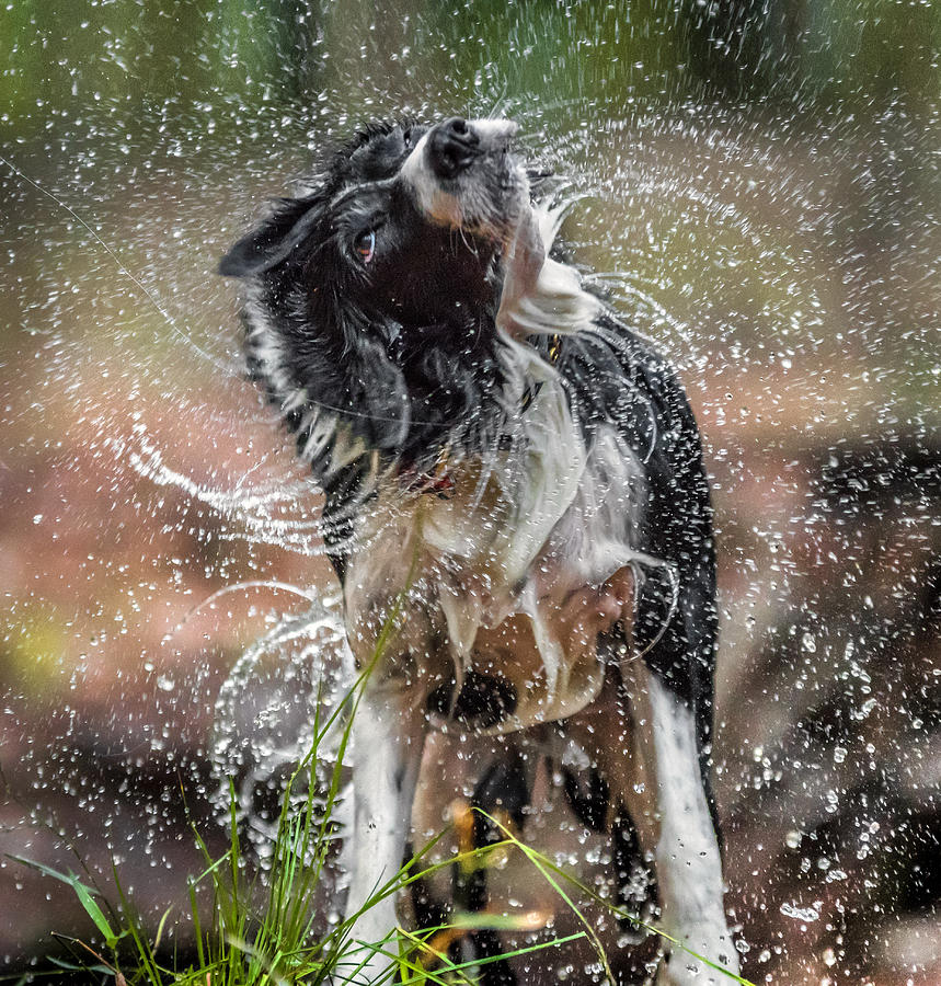 Border Collie shaking off water Photograph by Hillary Kladke