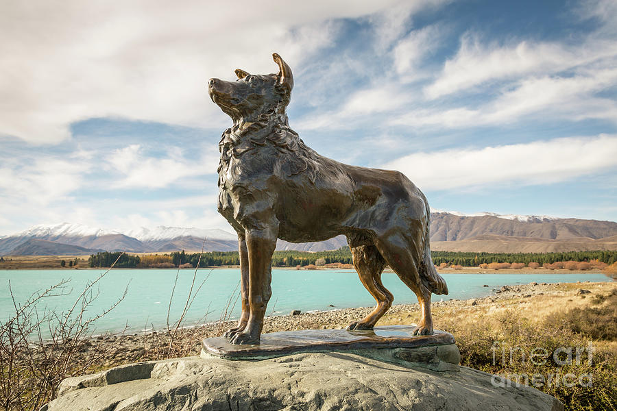 Border Collie Statue at Church of the Good Shepherd, Lake Tekapo ...