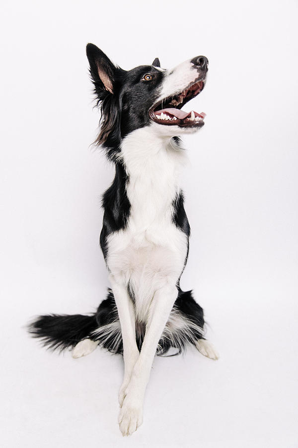 Border Collie studiopicture white background Photograph by Kevin Vandenberghe