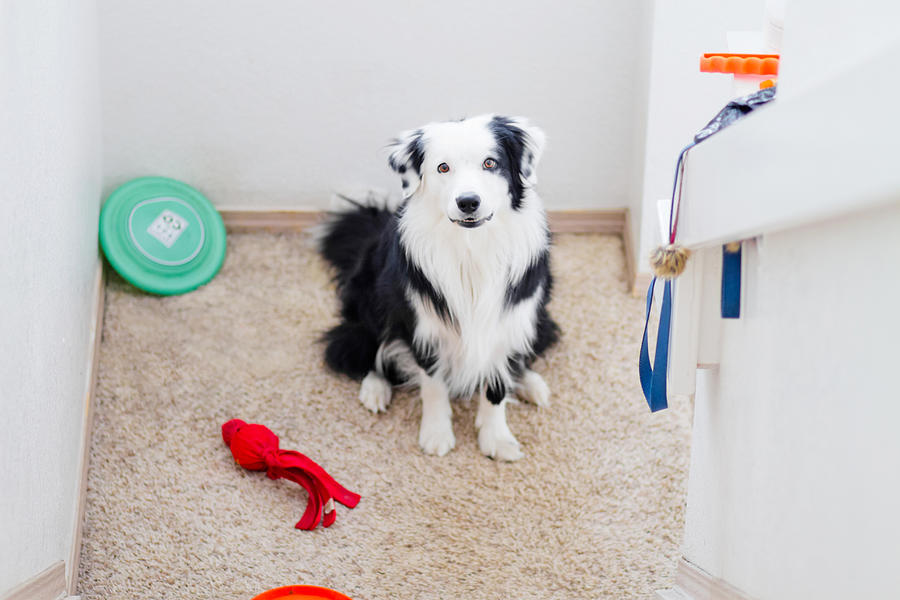 Border Collie surrounded by toys Photograph by Anda Stavri Photography
