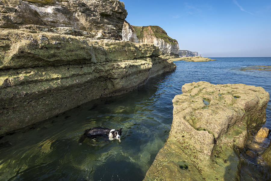 Border Collie swimming in clear water on the east coast of England Photograph by Photos by R A Kearton