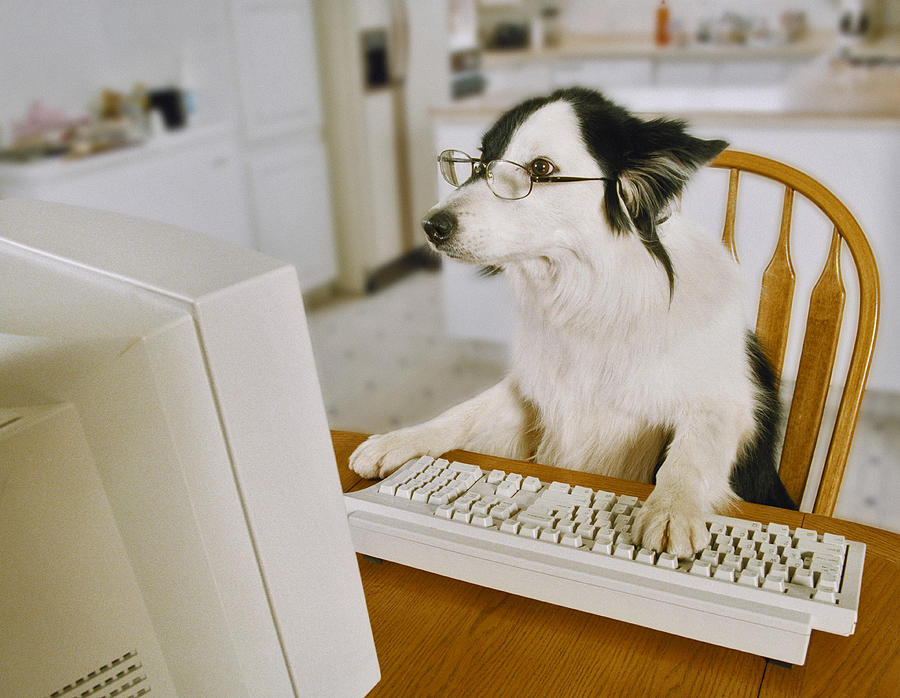 Border Collie Wearing Glasses Sitting at a Table With His Paw on a Keyboard Photograph by Darwin Wiggett